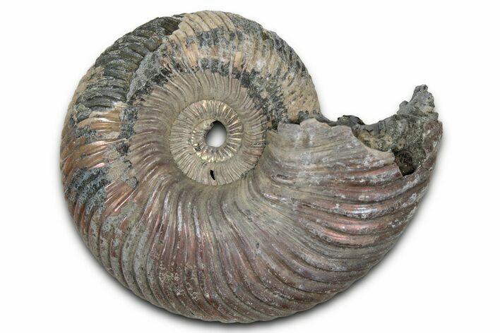 Iridescent, Pyritized Ammonite (Quenstedticeras) Fossil - Russia #336222